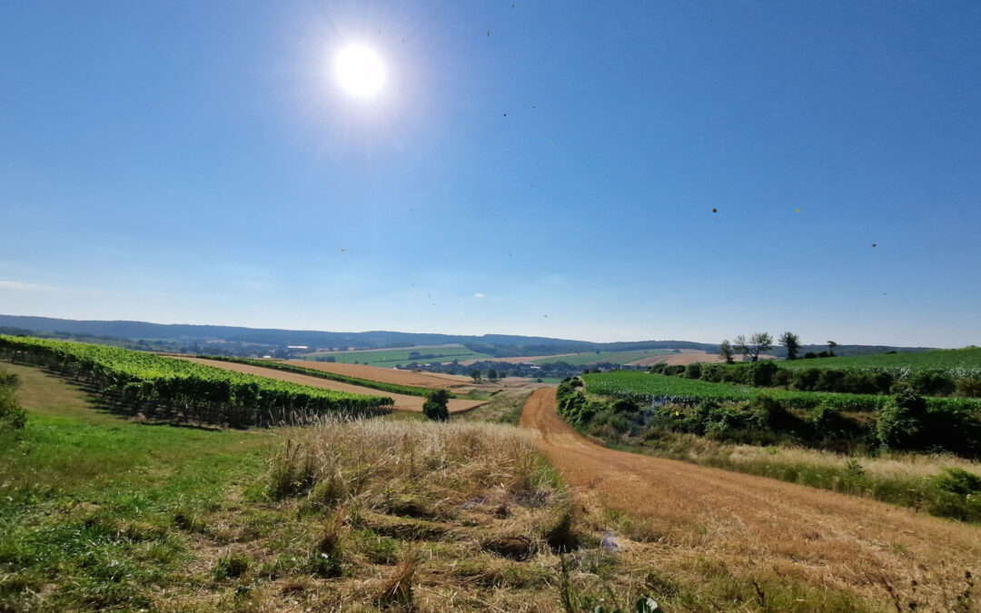 Der “Tut gut!”-Schritteweg “Gesundes Heldenberg” – Route 2