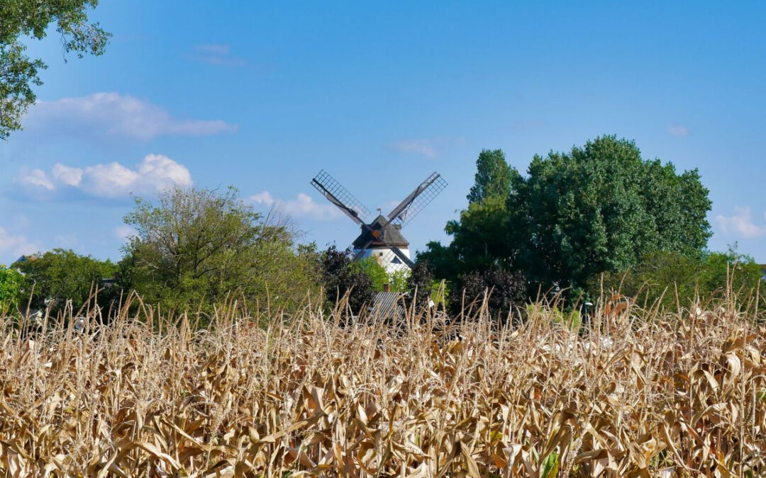 Laufpark Neusiedler See – Strecke 35: Kleine See-Schleife