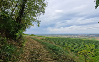 Weinbergwanderweg Nußdorf ob der Traisen 8 – Rundwanderweg Reichersdorf – Weinbergweg