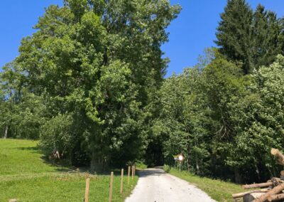 Von Annaberg zur Anna-Alm und auf den Hennesteck