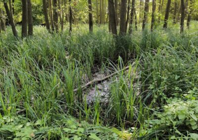 Rund um den Mühlenteich in Wismar