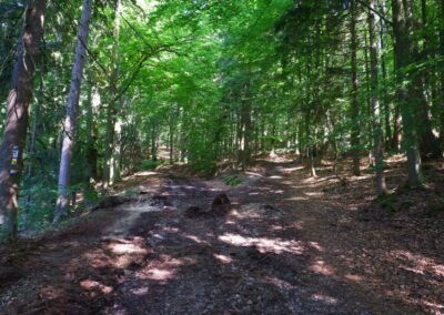 Der Hirschbergweg in Fuhrn