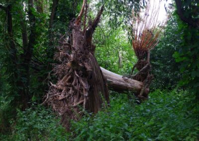 Durch den Wildgarten in Furth im Wald