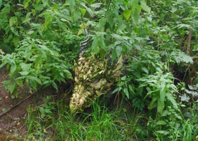 Durch den Wildgarten in Furth im Wald