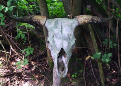 Durch den Wildgarten in Furth im Wald