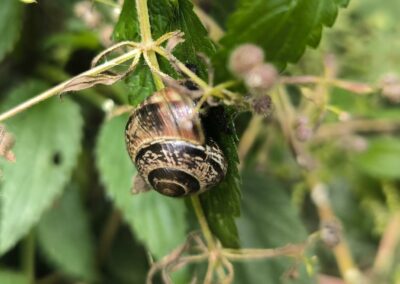 Durch den Wildgarten in Furth im Wald