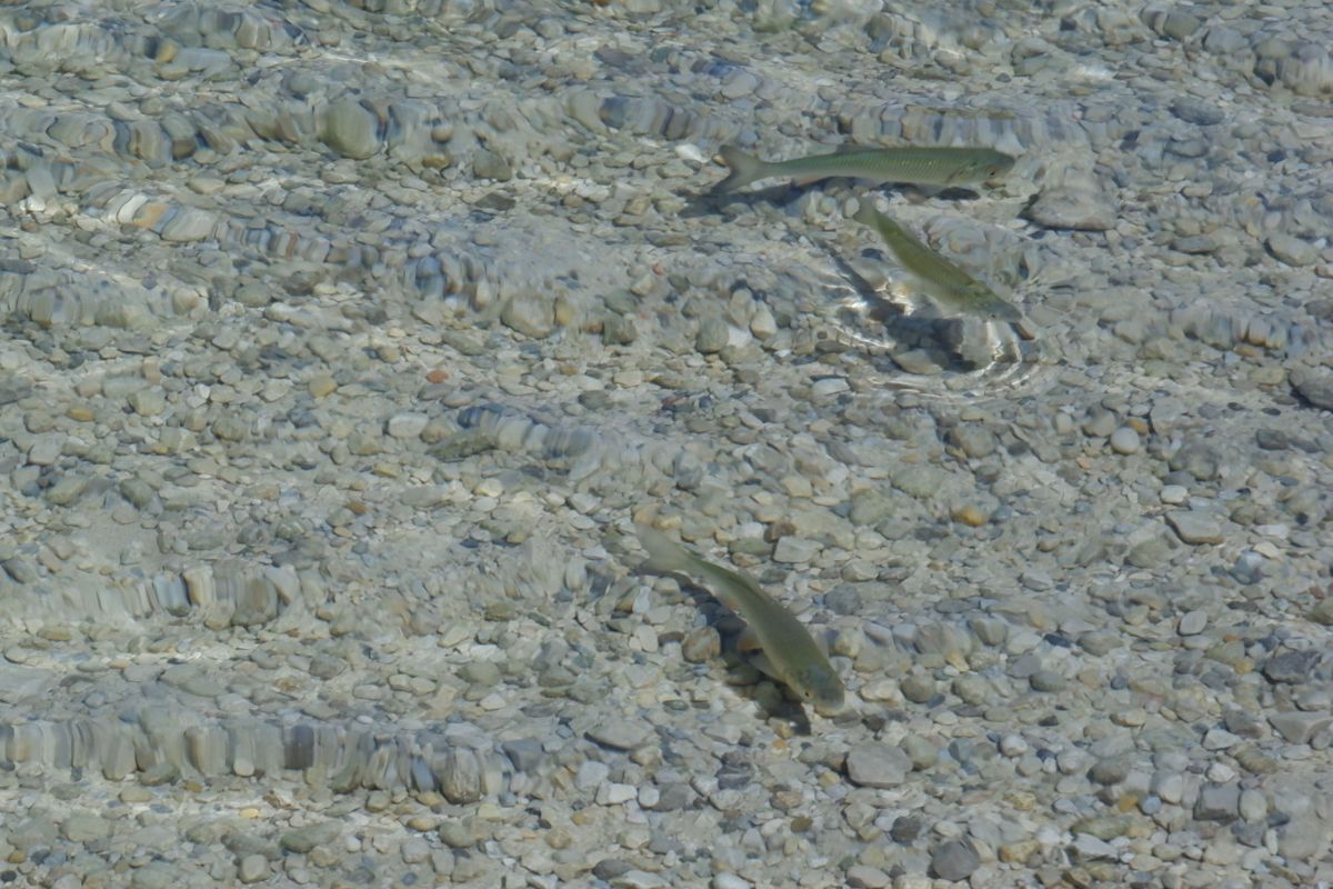 rund um den erlaufsee 048