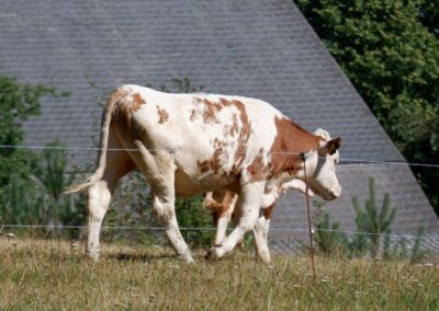 Bärenwald Arbesbach