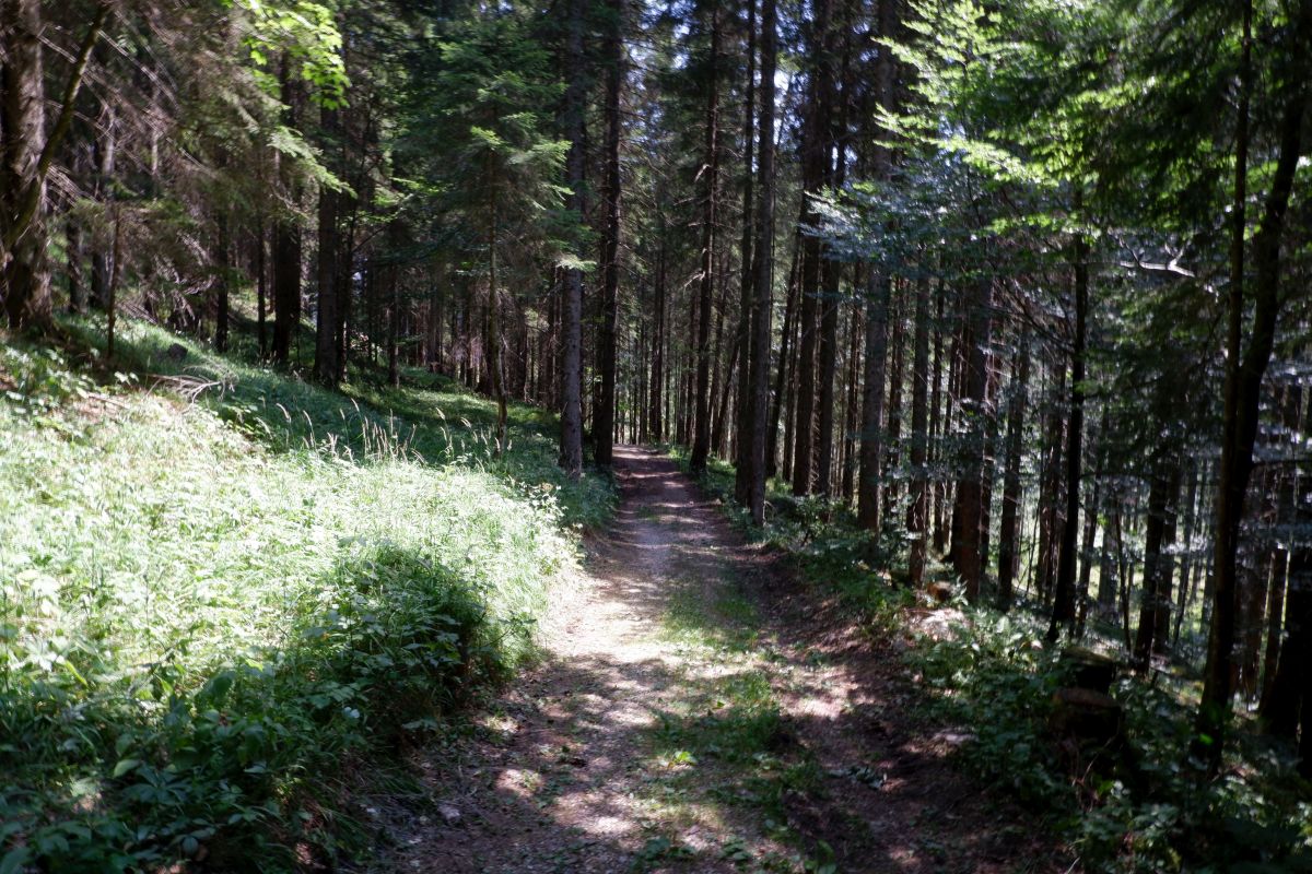 Vom Erlaufsee zum Erlaufursprung