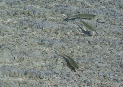 Vom Erlaufsee zum Erlaufursprung