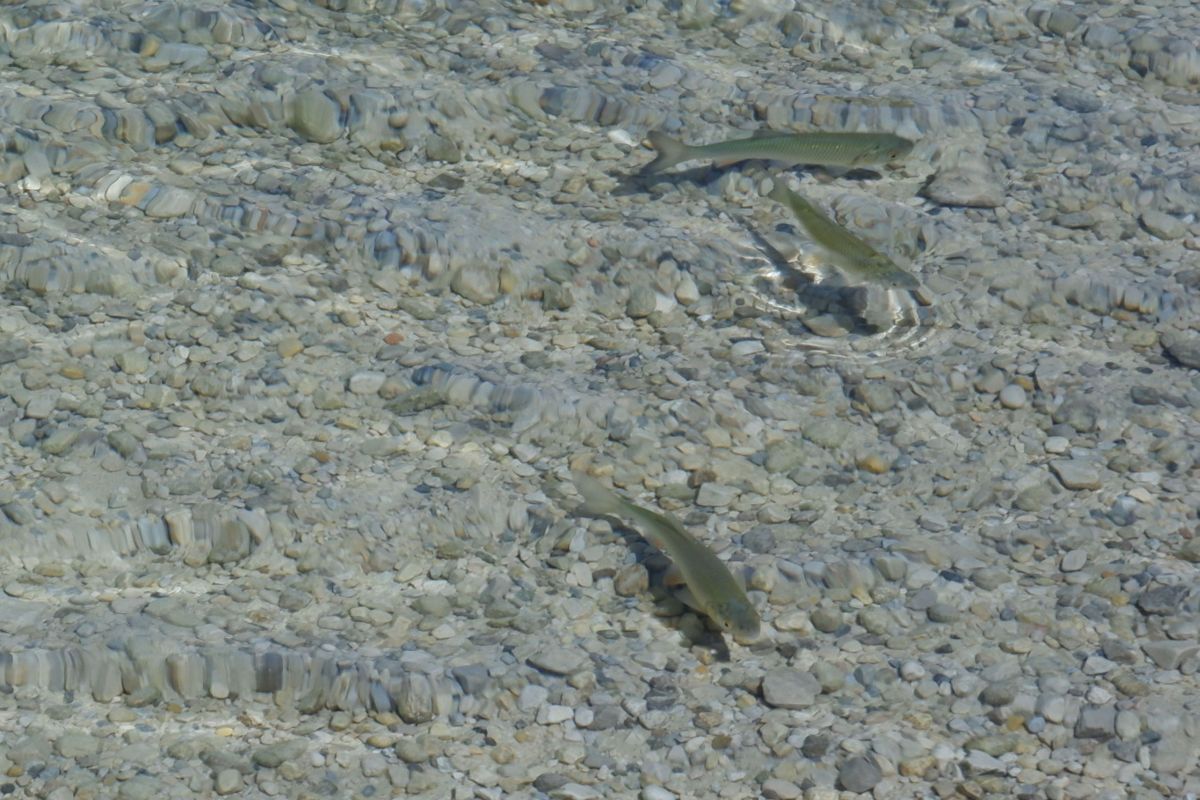 Vom Erlaufsee zum Erlaufursprung