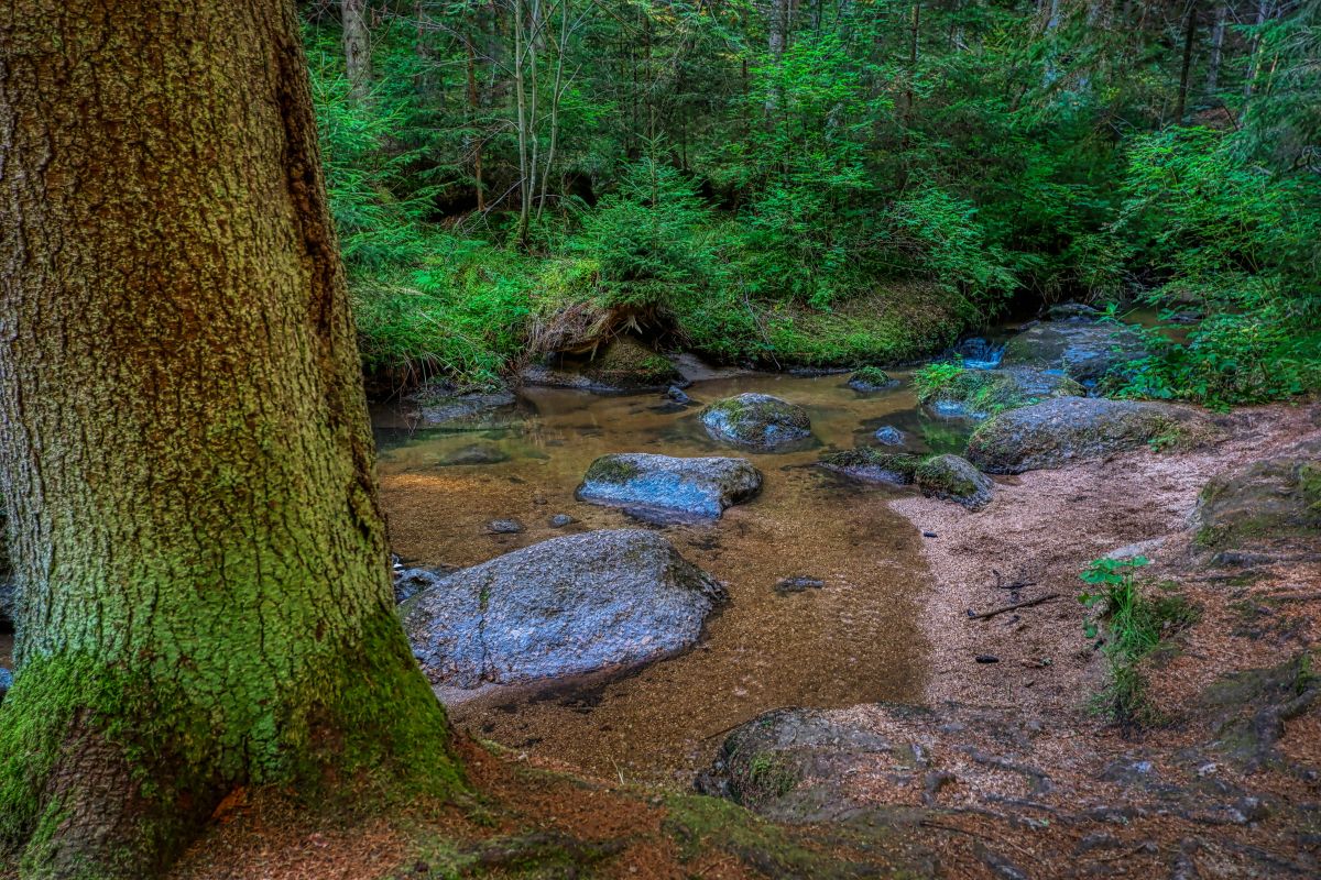 Teddybärentrail Lohnbachfall