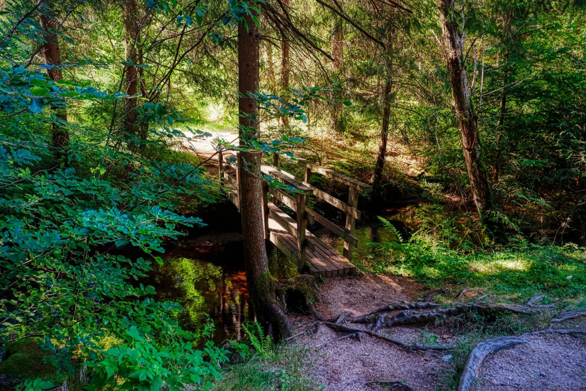 Teddybärentrail Lohnbachfall