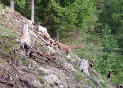 Kleine Runde durch den Naturpark Falkenstein in Schwarzau im Gebirge