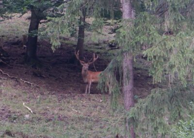 Kleine Runde durch den Naturpark Falkenstein in Schwarzau im Gebirge