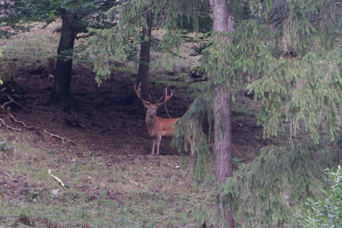 Kleine Runde durch den Naturpark Falkenstein in Schwarzau im Gebirge