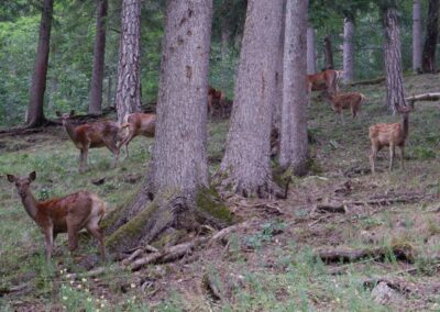 Kleine Runde durch den Naturpark Falkenstein in Schwarzau im Gebirge