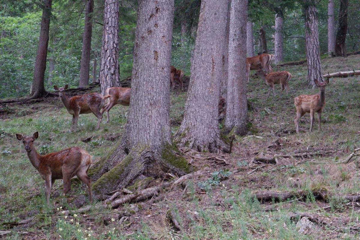 Kleine Runde durch den Naturpark Falkenstein in Schwarzau im Gebirge