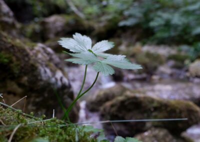 schwarzau naturpark kleinerunde 045